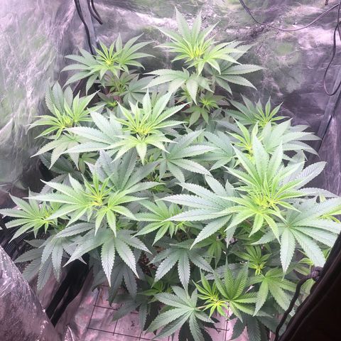 Animal Cookies growlog timeline photo