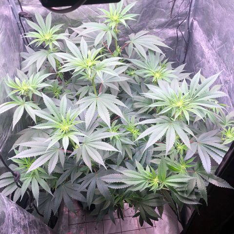 Animal Cookies growlog timeline photo