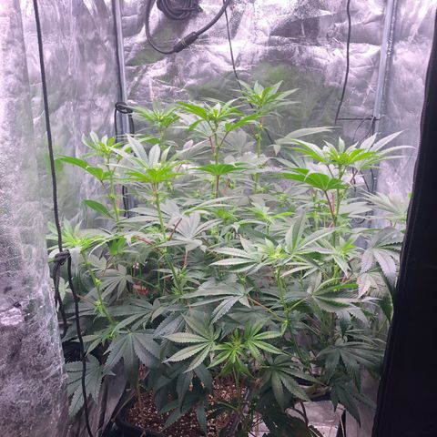 Animal Cookies growlog timeline photo