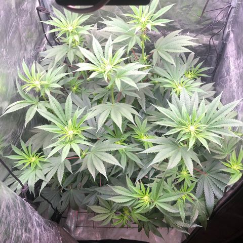 Animal Cookies growlog timeline photo