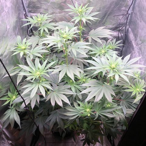 Animal Cookies growlog timeline photo
