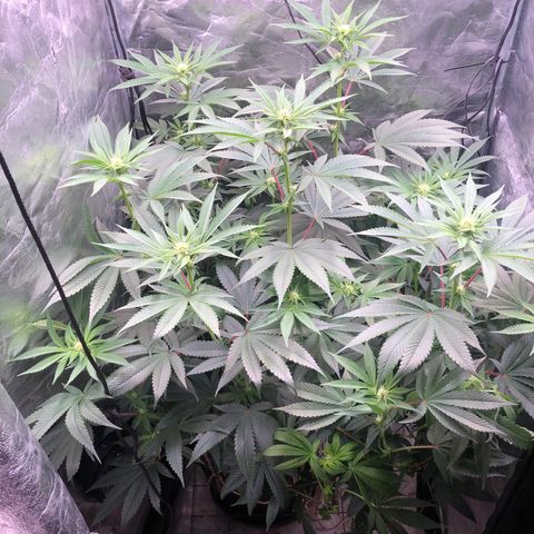 Animal Cookies growlog timeline photo