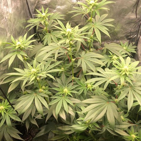 Animal Cookies growlog timeline photo