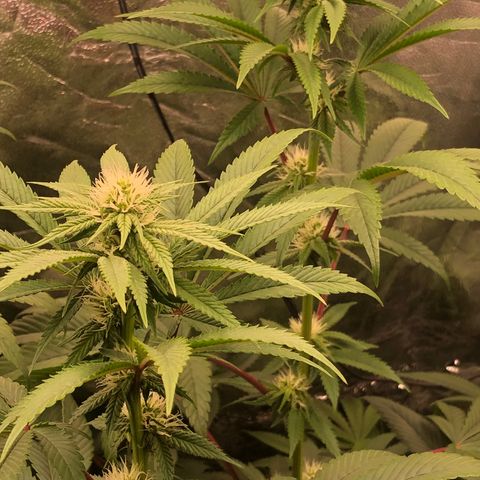 Animal Cookies growlog timeline photo