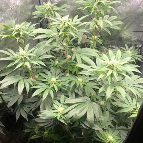 Animal Cookies growlog timeline photo