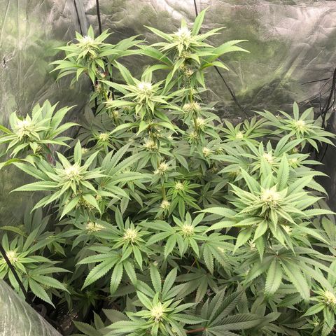 Animal Cookies growlog timeline photo