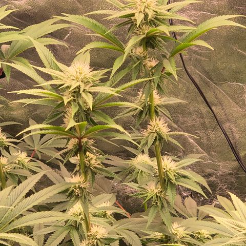 Animal Cookies growlog timeline photo
