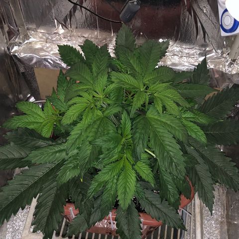 Gorilla Cookies  growlog timeline photo