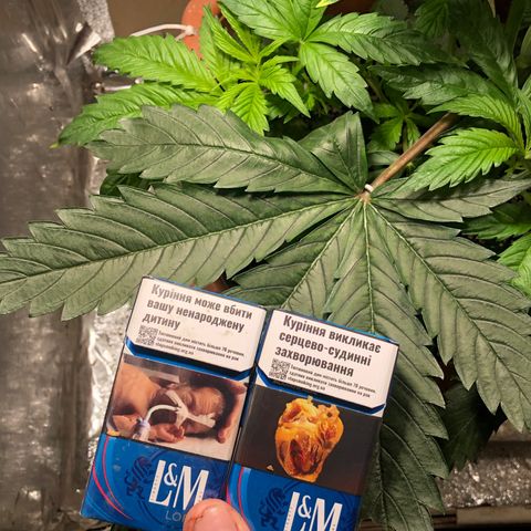 Gorilla Cookies  growlog timeline photo