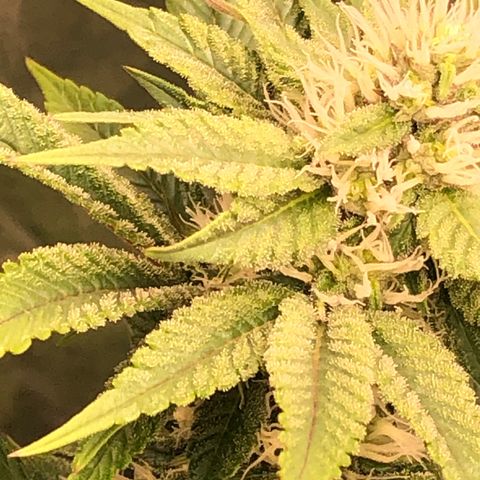 Animal Cookies growlog timeline photo
