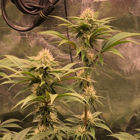 Animal Cookies growlog timeline photo