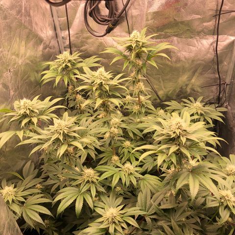 Animal Cookies growlog timeline photo