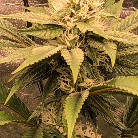 Animal Cookies growlog timeline photo