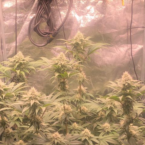 Animal Cookies growlog timeline photo