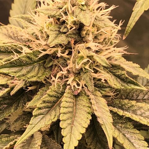 Animal Cookies growlog timeline photo