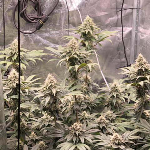Animal Cookies growlog timeline photo
