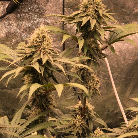 Animal Cookies growlog timeline photo