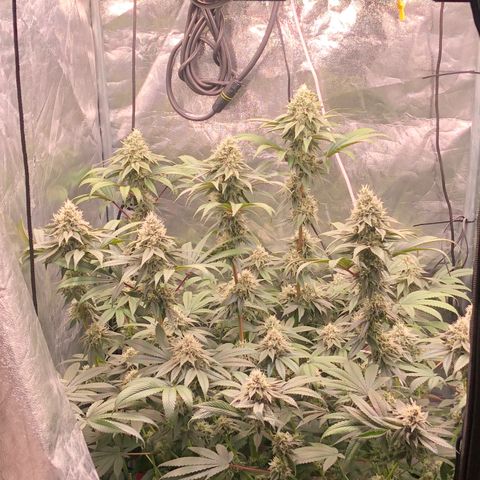 Animal Cookies growlog timeline photo