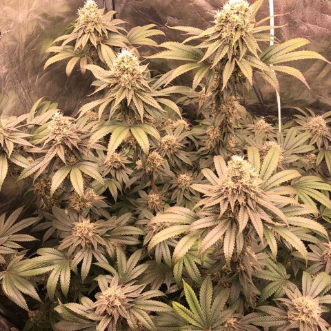 Animal Cookies growlog timeline photo