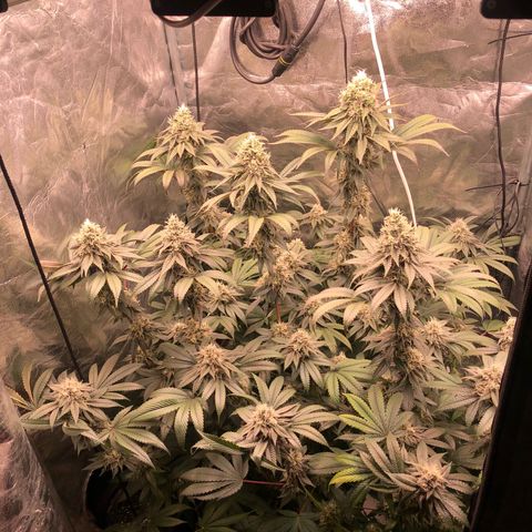 Animal Cookies growlog timeline photo