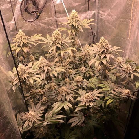 Animal Cookies growlog timeline photo