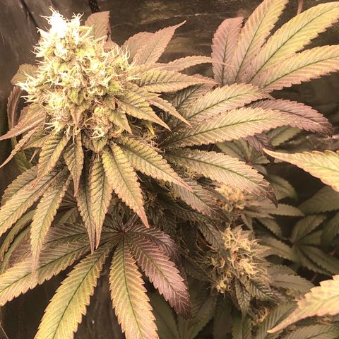 Animal Cookies growlog timeline photo