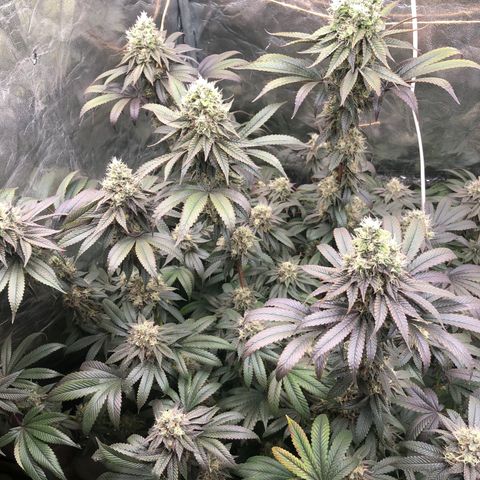 Animal Cookies growlog timeline photo
