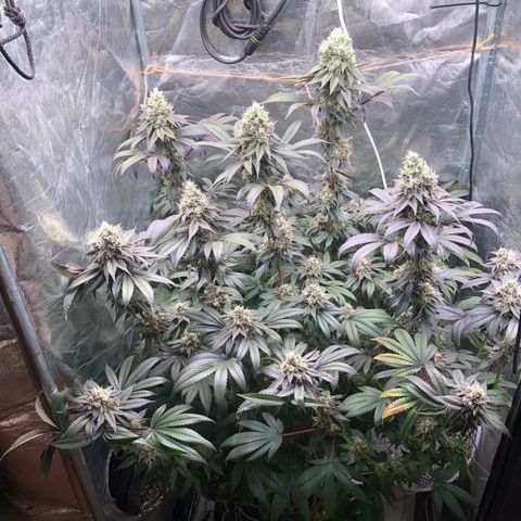Animal Cookies growlog timeline photo