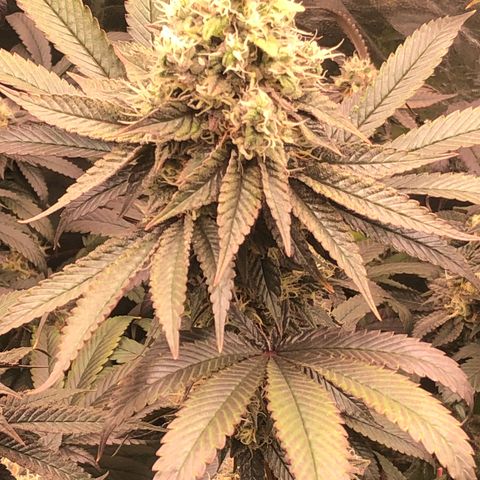 Animal Cookies growlog timeline photo