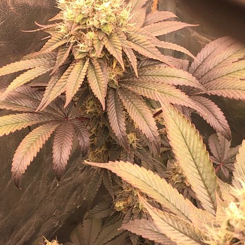 Animal Cookies growlog timeline photo