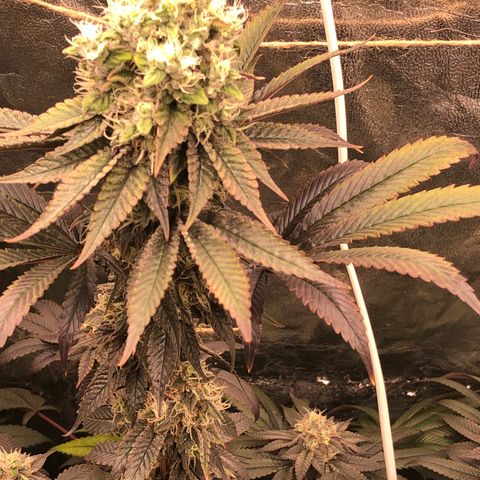 Animal Cookies growlog timeline photo