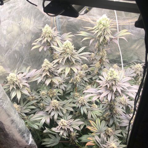 Animal Cookies growlog timeline photo