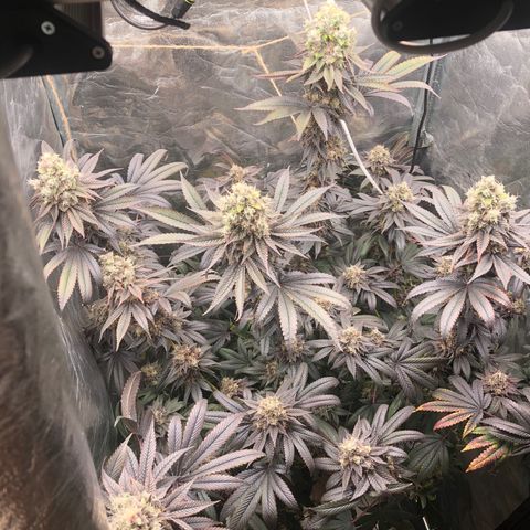 Animal Cookies growlog timeline photo