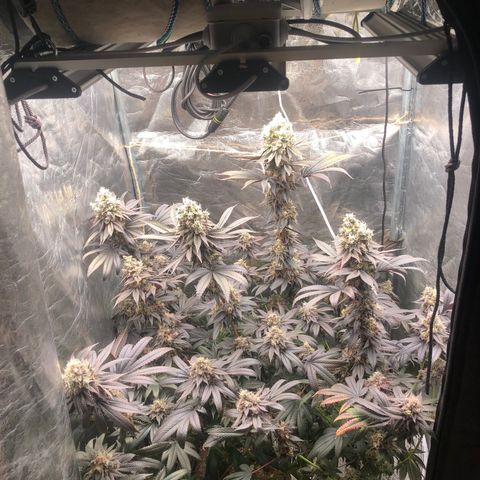 Animal Cookies growlog timeline photo