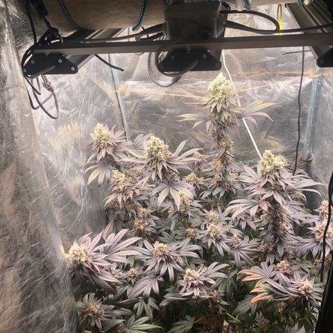 Animal Cookies growlog timeline photo