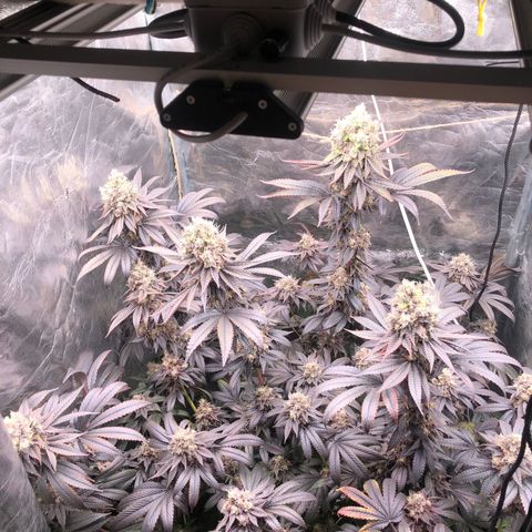 Animal Cookies growlog timeline photo