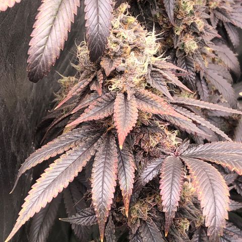 Animal Cookies growlog timeline photo