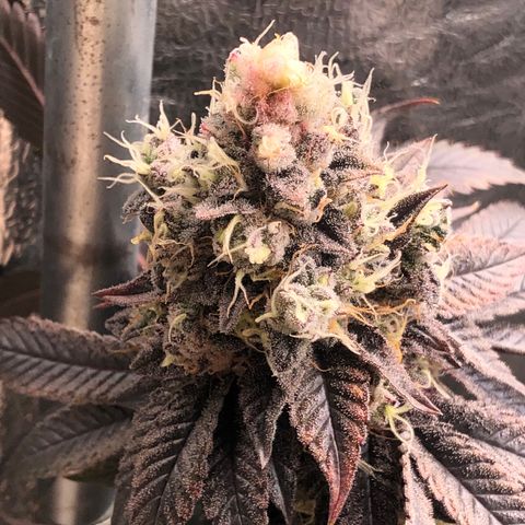 Animal Cookies growlog timeline photo