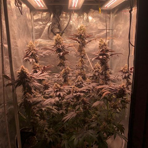 Animal Cookies growlog timeline photo
