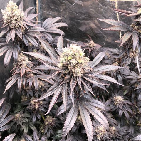 Animal Cookies growlog timeline photo