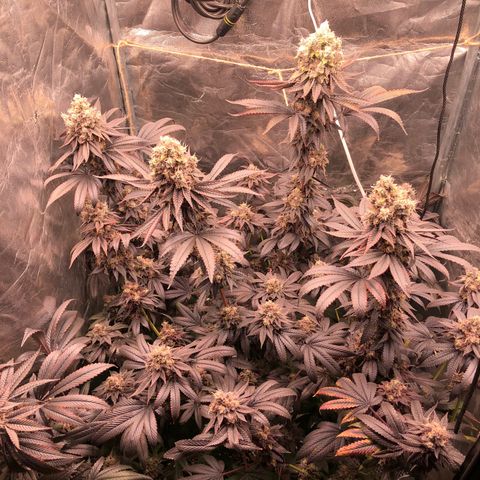 Animal Cookies growlog timeline photo