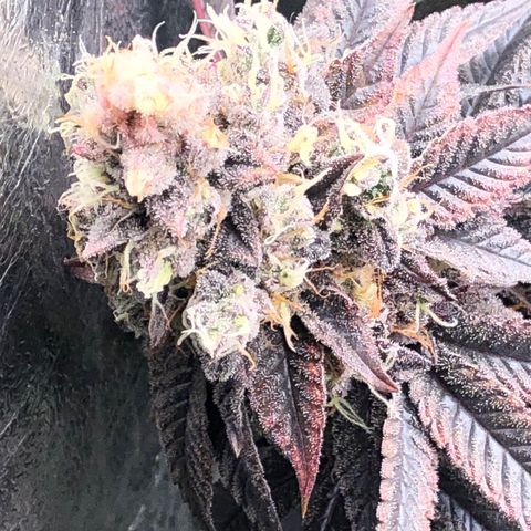 Animal Cookies growlog timeline photo