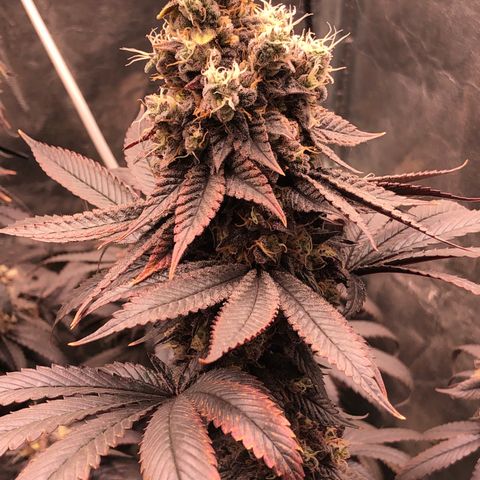 Animal Cookies growlog timeline photo