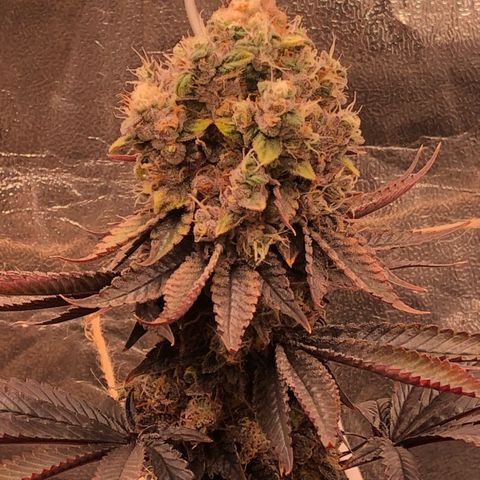 Animal Cookies growlog timeline photo
