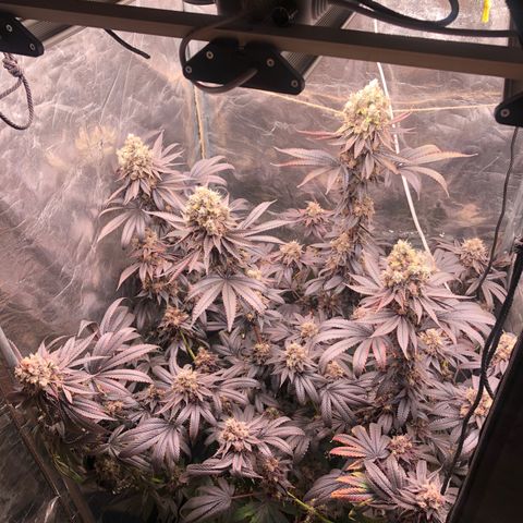 Animal Cookies growlog timeline photo