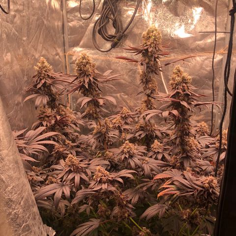 Animal Cookies growlog timeline photo