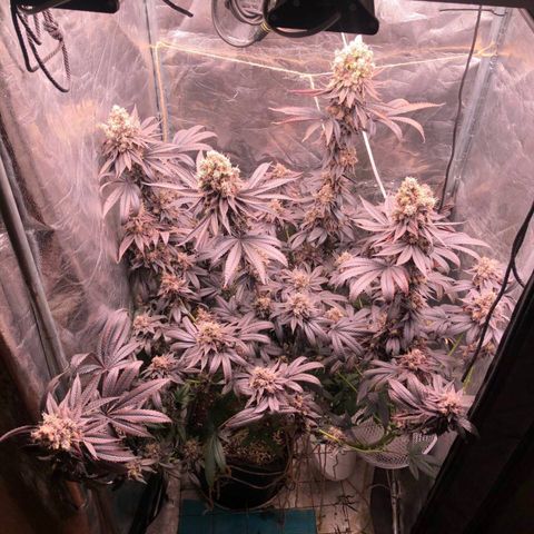 Animal Cookies growlog timeline photo