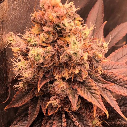 Animal Cookies growlog timeline photo
