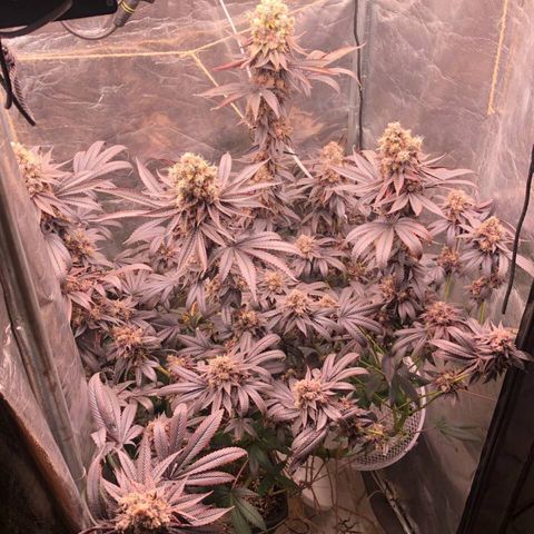 Animal Cookies growlog timeline photo