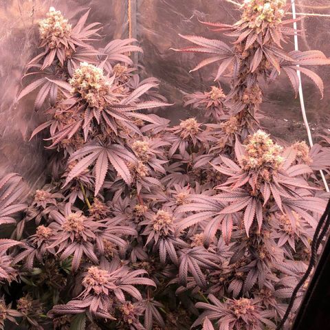 Animal Cookies growlog timeline photo